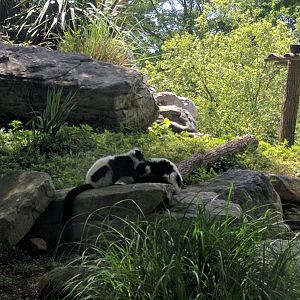 Lemur Island - Black and White Ruffed Lemur