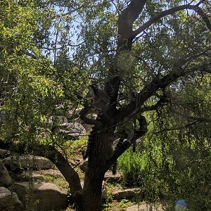 Lemur Island - Ring Tailed Lemur