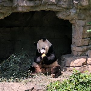 Asia Trail - Giant Panda - Tian Tian enjoying a treat