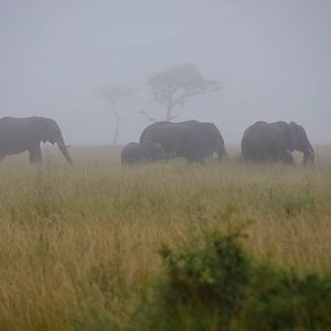Elephants in the Mist - Masai Mara