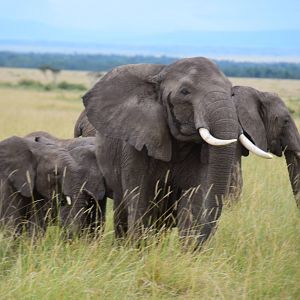 Elephants - Masai Mara