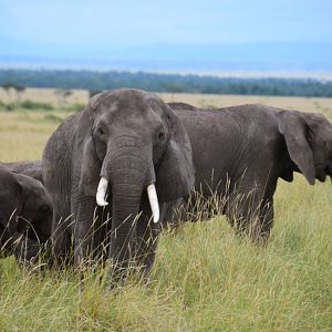 Elephants - Masai Mara
