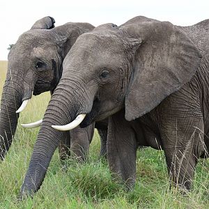 Elephants - Masai Mara