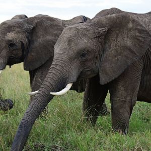 Elephants - Masai Mara