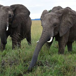 Elephants - Masai Mara
