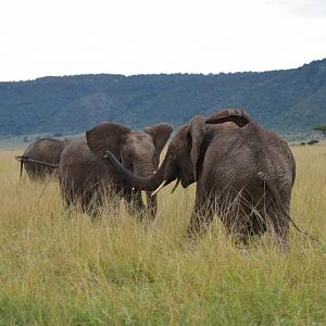 Elephants - Masai Mara