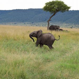 Elephants - Masai Mara