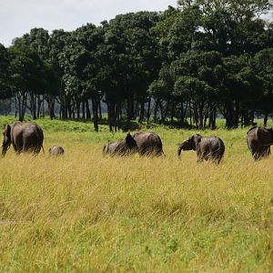 Elephants - Masai Mara