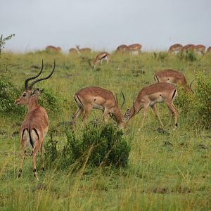 Impala - Masai Mara