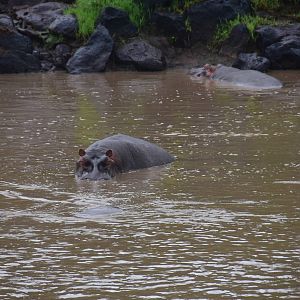 Hippopotamus - Masai Mara