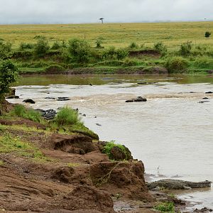 Mara River (crocodile in foreground, hippos background) - Masai Mara