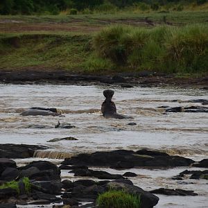 Bull Hippos Fight - Masai Mara