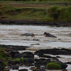 Bull Hippos Fight - Masai Mara