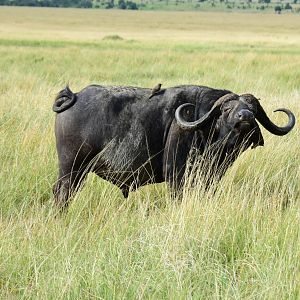 Buffalo with Oxpeckers - Masai Mara