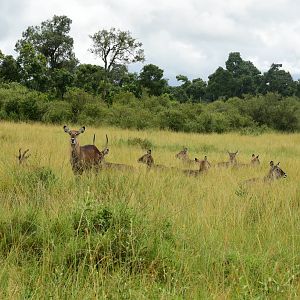 Waterbuck - Masai Mara