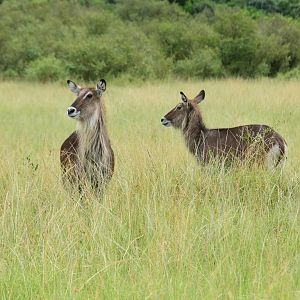 Waterbuck - Masai Mara