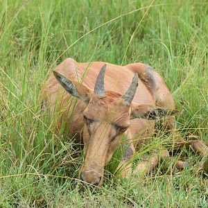 Topi Calf - Masai Mara