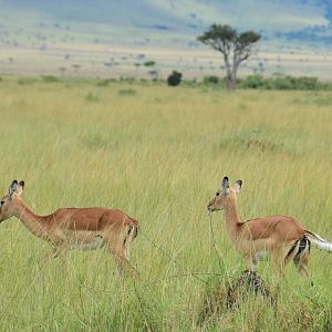 Impala - Masai Mara
