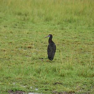Abdim's Stork - Masai Mara