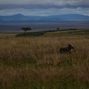 Warthog - Masai Mara