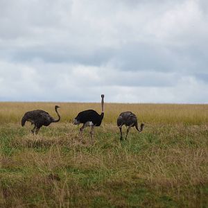 Ostriches - Masai Mara