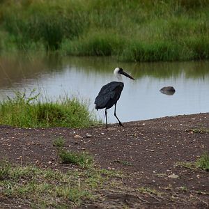 Woolly-Necked Stork - Masai Mara