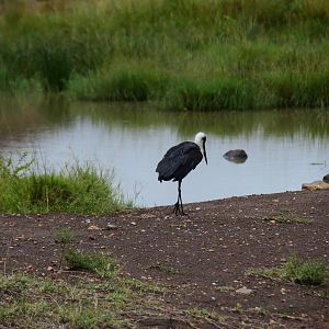 Woolly-Necked Stork - Masai Mara