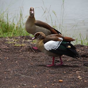 Egyptian Geese - Masai Mara