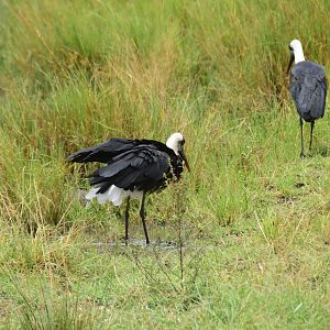 Woolly-Necked Storks