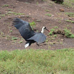 Woolly-Necked Stork