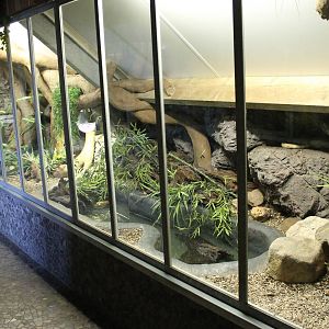 Enclosure Caiman lizard