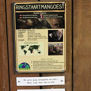 Sign Ring-tailed mongoose