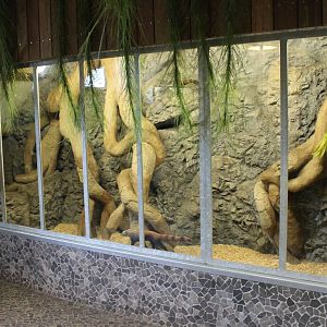 Enclosure Ring-tailed mongoose