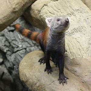 Ring-tailed mongoose