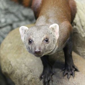 Ring-tailed mongoose