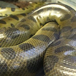 Green anaconda