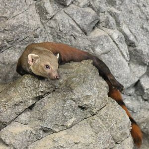 Ring-tailed mongoose