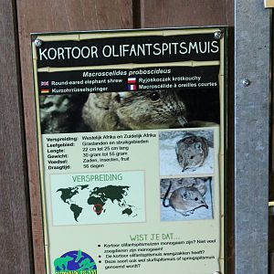 Sign Round-eared elephant-shrew