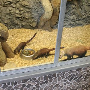 Ring-tailed mongooses
