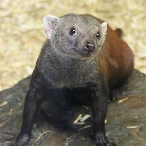 Ring-tailed mongoose