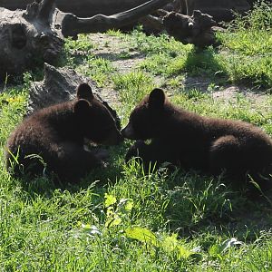 Young Black bears
