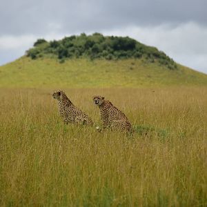 Cheetah Brothers - Mara/Serengeti Kenya/Tanzania Border