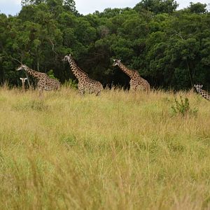 Masai Giraffes - Masai Mara