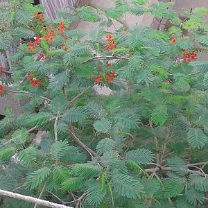 House Sparrow, May 2016