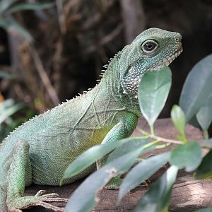 Chinese Water Dragon