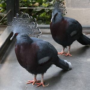 Victoria Crowned Pigeons