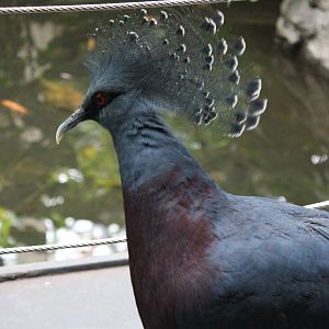 Victoria Crowned Pigeon
