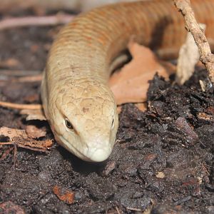Legless Lizard
