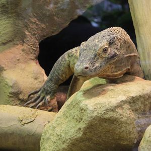 Komodo Dragon