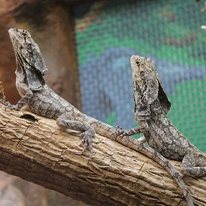 Frill-necked Lizards